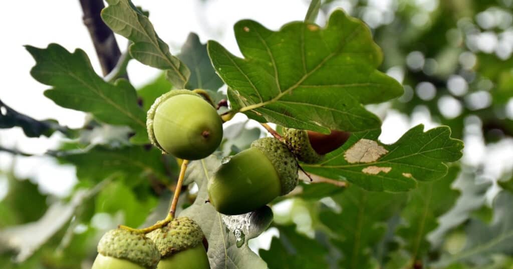 spiritual-meaning-of-oak-tree