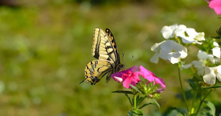 spiritual-meaning-of-seeing-a-yellow-butterfly